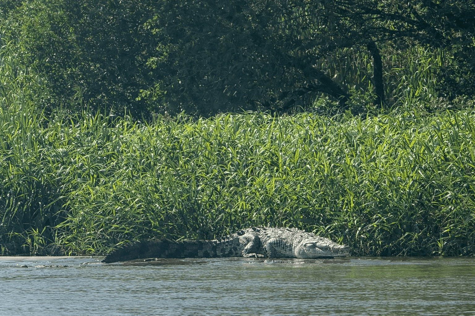 Wild crocodile resting on the bank of a river during a flora and fauna observation tour in Sierpe, Costa Rica