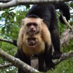 Wildlife & River Exploration — Half Day