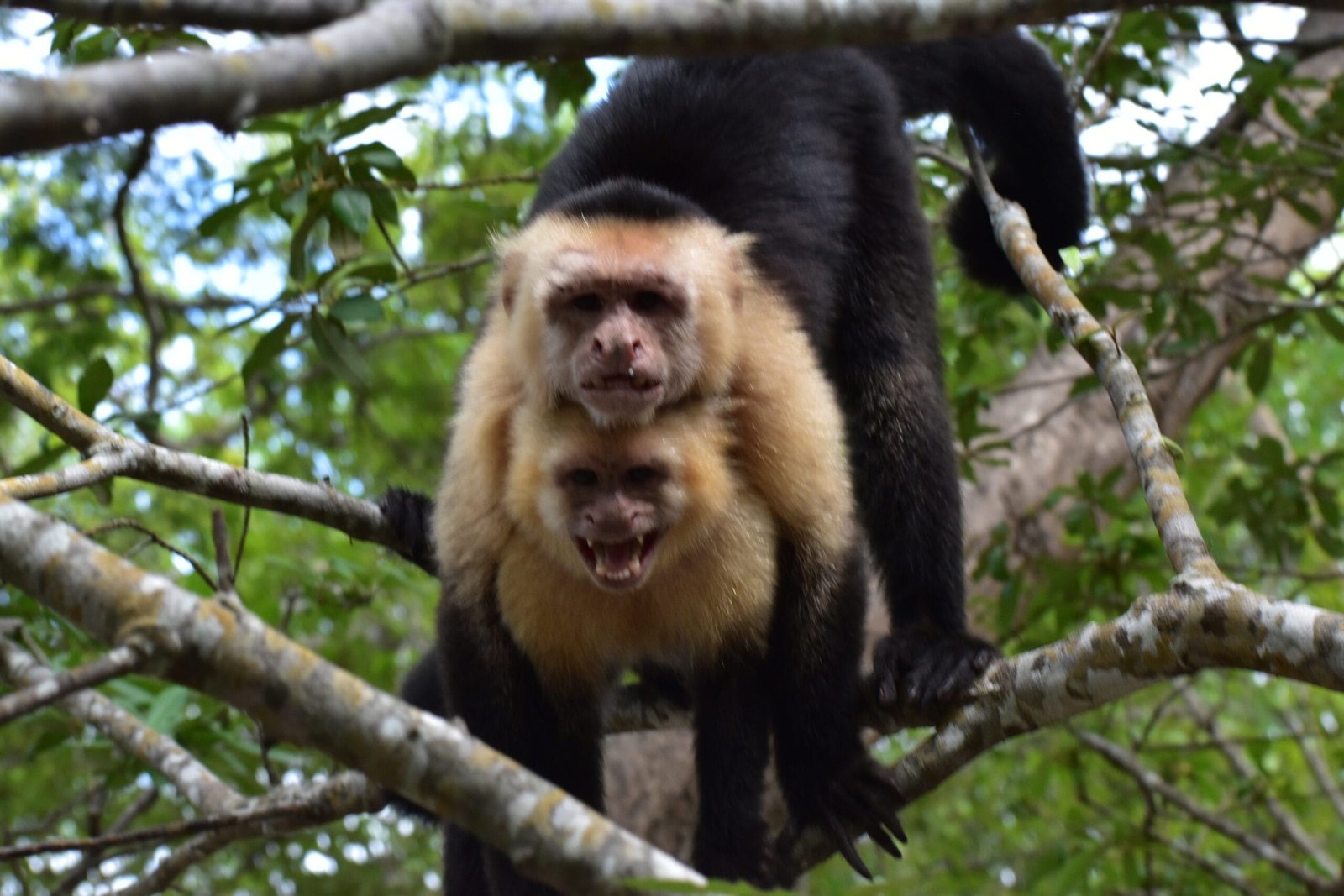 Two white-faced capuchin monkeys on a tree branch in Sierpe, Costa Rica
