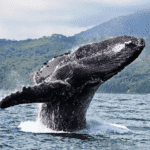 Wildlife & Coast Exploration — Full Day